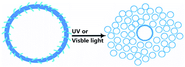 Graphical abstract: UV and visible light induced fission of azobenzene-containing polymer vesicles