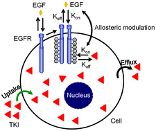 Graphical abstract: Label-free cell phenotypic assessment of the molecular mechanism of action of epidermal growth factor receptor inhibitors