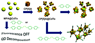 Graphical abstract: Supramolecular self-assembly and photophysical properties of pillar[5]arene-stabilized CdTe quantum dots mediated by viologens