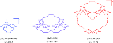 Graphical abstract: Solution species of Fe(iii), Ga(iii), In(iii) or Ln(iii) and suberodihydroxamic acid from electrospray ionization mass spectrometry