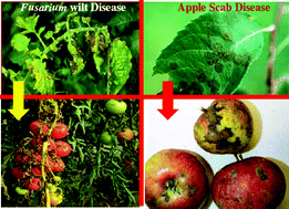 Graphical abstract: Use of sulfur nanoparticles as a green pesticide on Fusarium solani and Venturia inaequalis phytopathogens