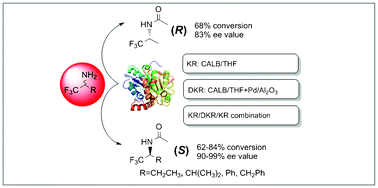 Graphical abstract: Chemoenzymatic dynamic kinetic resolution of α-trifluoromethylated amines: influence of substitutions on the reversed stereoselectivity