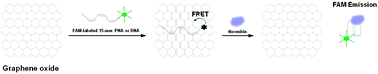 Graphical abstract: Peptide nucleic acids are an additional class of aptamers