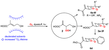 Graphical abstract: Functionalized polar 1,2,4-trioxanes as building blocks by singlet oxygenation of 4-hydroxy tiglic acid using the solvent deuterium isotope trick