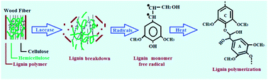 Graphical abstract: Laccase application in medium density fibreboard to prepare a bio-composite