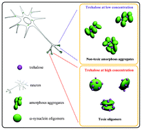 Graphical abstract: Trehalose inhibits wild-type α-synuclein fibrillation and overexpression and protects against the protein neurotoxicity in transduced PC12 cells