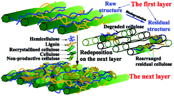 Graphical abstract: In situ visualization of the change in lignocellulose biodegradability during extended anaerobic bacterial degradation