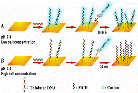 Graphical abstract: Rapid assembly of ssDNA on gold electrode surfaces at low pH and high salt concentration conditions