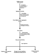 Graphical abstract: Parameters in preparation and characterization of cross linked enzyme aggregates (CLEAs)