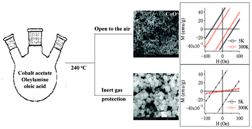 Graphical abstract: Magnetic properties of CoO nanocrystals prepared with a controlled reaction atmosphere