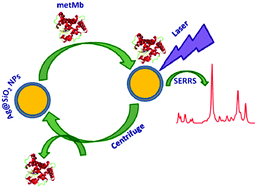 Graphical abstract: Regenerative silver nanoparticles for SERRS investigation of metmyoglobin with conserved heme pocket