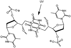 Graphical abstract: Double-headed nucleotides in DNA-zipper structures; base–base interactions and UV-induced cross-coupling in the minor groove