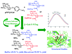 Graphical abstract: Highly efficient and regioselective enzymatic synthesis of β-(1→3) galactosides in biosolvents