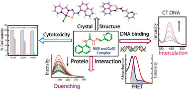 Graphical abstract: Synthesis, crystal structure and bio-macromolecular interaction studies of pyridine-based thiosemicarbazone and its Ni(ii) and Cu(ii) complexes