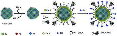 Graphical abstract: Ultrasmall paramagnetic near infrared quantum dots as dual modal nanoprobes