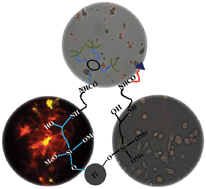 Graphical abstract: Functionalised TiO2 nanoparticles deliver oligo-histidine and avidin tagged biomolecules simultaneously into the cell