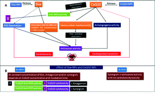 Graphical abstract: Effect of co-administration of CoQ10-loaded nanoparticles on the efficacy and cardiotoxicity of doxorubicin-loaded nanoparticles