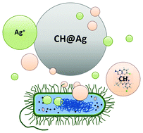 Graphical abstract: Bioactive doped metals: high synergism in the bactericidal activity of chlorhexidine@silver towards wound pathogenic bacteria