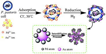 Graphical abstract: Fabrication of Au/Pd alloy nanoparticle/Pichia pastoris composites: a microorganism-mediated approach