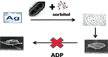 Graphical abstract: In vitro antiplatelet activity of silver nanoparticles synthesized using the microorganism Gluconobacter roseus: an AFM-based study