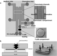 Graphical abstract: Microdevice integrating innate and adaptive immune responses associated with antigen presentation by dendritic cells