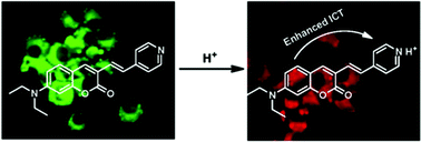 Graphical abstract: Amino-coumarin based fluorescence ratiometric sensors for acidic pH and their application for living cells imaging