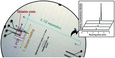 Graphical abstract: Integrated slidable and valveless polymerase chain reaction–capillary electrophoresis microdevice for pathogen detection