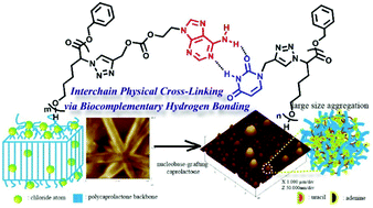 Graphical abstract: Nucleobase-grafted polycaprolactones as reversible networks in a novel biocompatible material