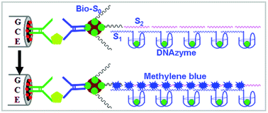 Graphical abstract: Sensitive electrochemical immunoassay of a biomarker based on biotin-avidin conjugated DNAzyme concatamer with signal tagging