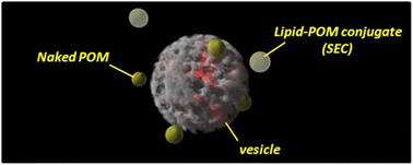 Graphical abstract: Activity of Keggin and Dawson polyoxometalates toward model cell membrane