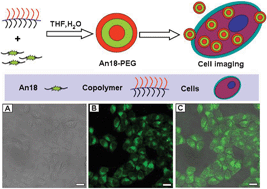 Graphical abstract: Aggregation-induced emission material based fluorescent organic nanoparticles: facile PEGylation and cell imaging applications