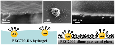 Graphical abstract: Surface properties of nanostructured bio-active interfaces: impacts of surface stiffness and topography on cell–surface interactions