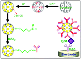 Graphical abstract: Sensitive electrochemical immunoassay of IgG1 based on poly(amido amine) dendrimer-encapsulated CdS quantum dots