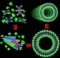 Graphical abstract: Well-organized supramolecular self-assembly of acene diimide derivatives