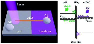 Graphical abstract: Ultraviolet and visible photoresponse properties of a ZnO/Si heterojunction at zero bias