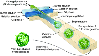 Graphical abstract: A droplet-based microfluidic process to produce yarn-ball-shaped hydrogel microbeads