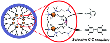 Graphical abstract: Regioselective oxidative coupling of 2,6-dimethylphenol to tetramethyldiphenoquinone using polyamine dendrimer-encapsulated Cu catalysts
