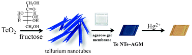Graphical abstract: Synthesis of tellurium nanotubes via a green approach for detection and removal of mercury ions