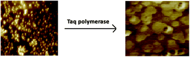 Graphical abstract: Gold nanoparticles alter Taq DNA polymerase activity during polymerase chain reaction