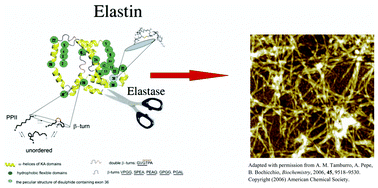 Graphical abstract: Amyloidogenesis of proteolytic fragments of human elastin