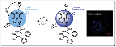 Graphical abstract: A novel pH “off–on” fluorescent probe for lysosome imaging