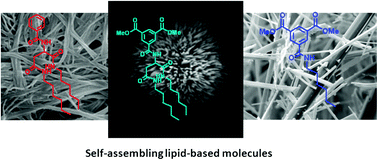 Graphical abstract: Micro-urchin from synthetic self-assembling molecules
