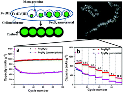 Graphical abstract: Fe3O4 nanoparticle chains with N-doped carbon coating: magnetotactic bacteria assisted synthesis and high-rate lithium storage