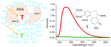 Graphical abstract: Antineoplastic tropolone derivatives as useful biomarkers: fluorescence enhancement upon binding to biological targets