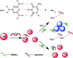 Graphical abstract: Sensitive colorimetric detection of melamine in milk with an aptamer-modified nanogold probe