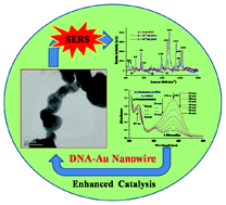 Graphical abstract: The self-assembling of DNA-templated Au nanoparticles into nanowires and their enhanced SERS and catalytic applications