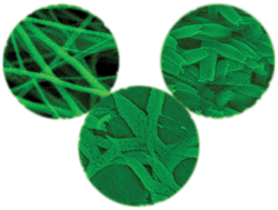 Graphical abstract: Fabricating fiber, rice and leaf-shaped TiO2 by tuning the chemistry between TiO2 and the polymer during electrospinning