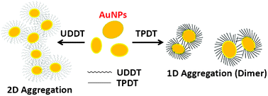 Graphical abstract: Discriminative response of aliphatic and aromatic dithiol in the self-assembly of gold nanoparticles