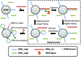 Graphical abstract: Ligase-assisted signal-amplifiable DNA detection using upconversion nanoparticles