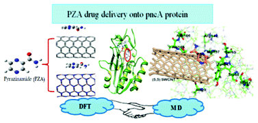Graphical abstract: Interaction of pyrazinamide drug functionalized carbon and boron nitride nanotubes with pncA protein: a molecular dynamics and density functional approach